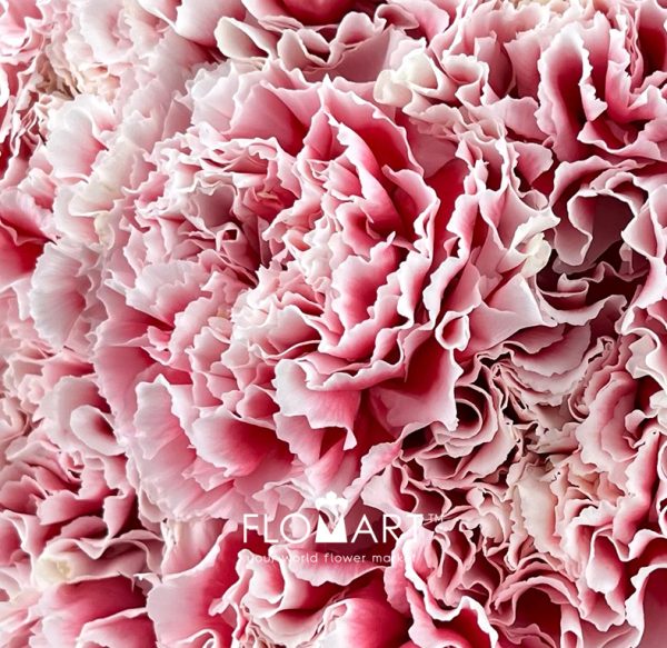 Dianthus st Joker