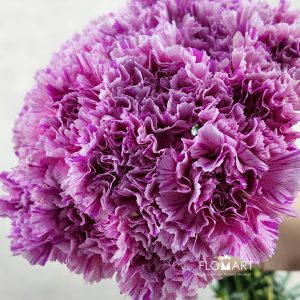 Dianthus st Jubilee