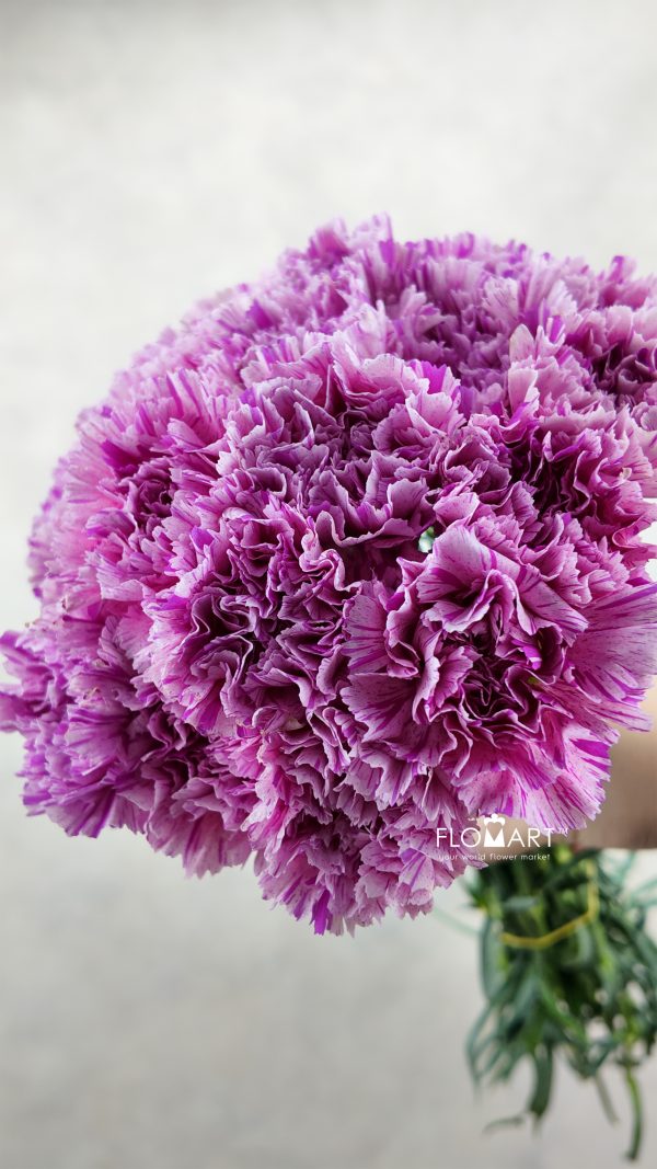 Dianthus st Jubilee
