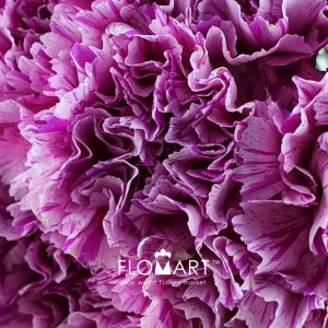 Dianthus st Jubilee - Image 2