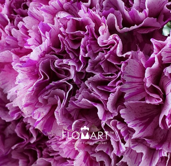Dianthus st Jubilee
