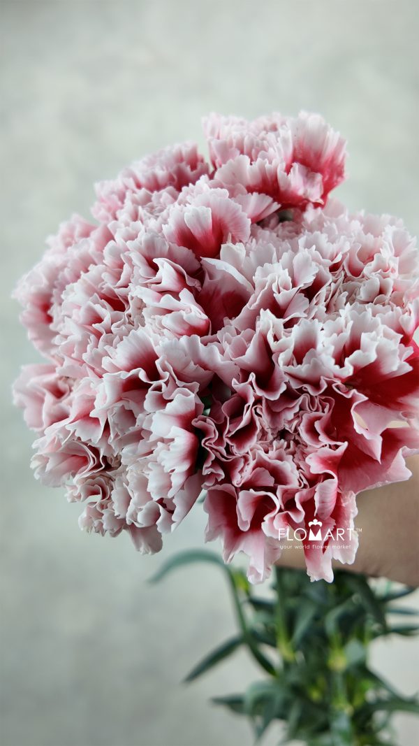 Dianthus st Kirk Dianthus st Kirk