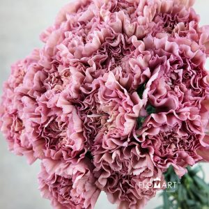 Dianthus st Lege