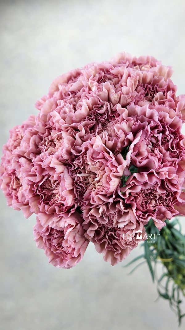 Dianthus st Lege