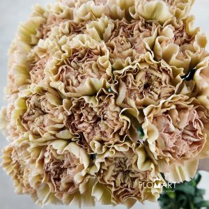 Dianthus st Lege Marrone