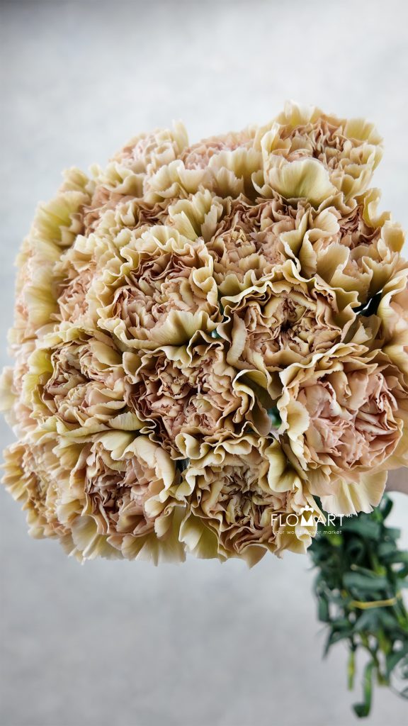 Dianthus st Lege Marrone