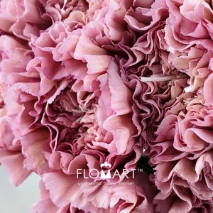 Dianthus st Lege - Image 2