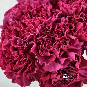 Dianthus st Lucy