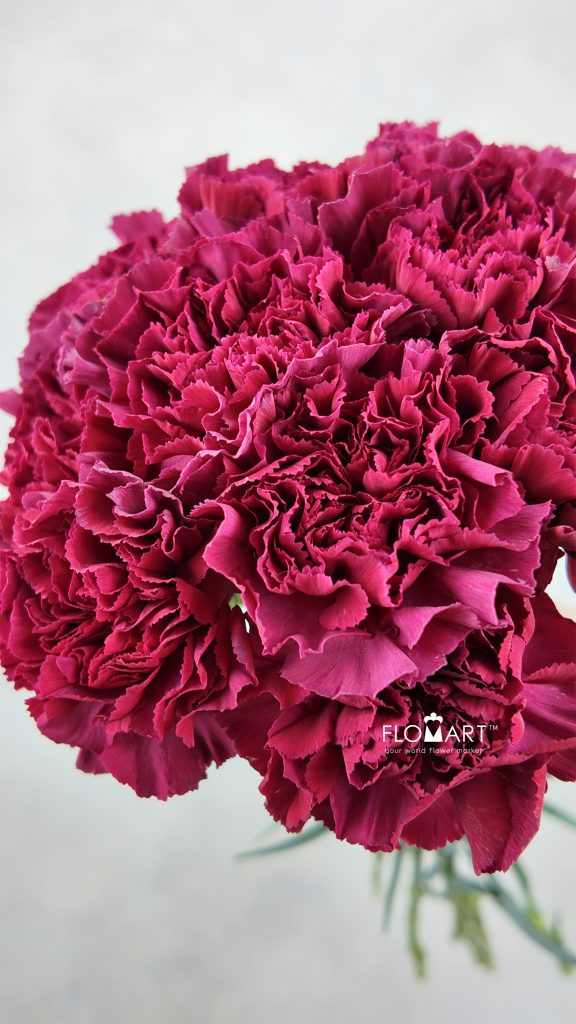Dianthus st Lucy