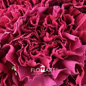 Dianthus st Lucy - Image 2