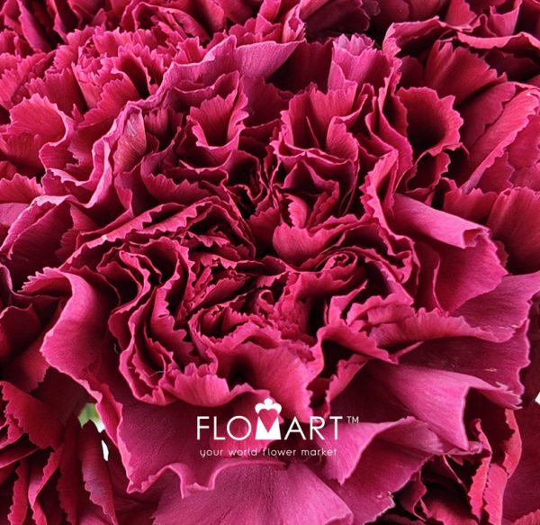 Dianthus st Lucy