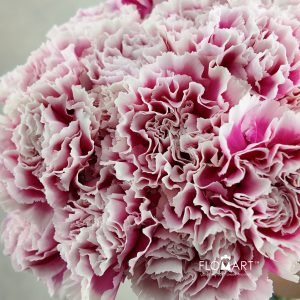 Dianthus st Malabar
