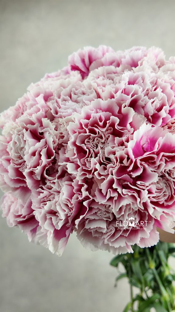 Dianthus st Malabar