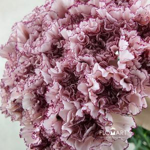Dianthus st Mariposa