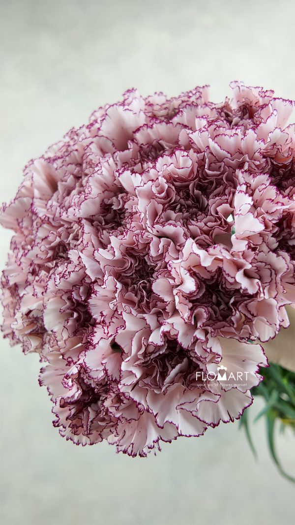 Dianthus st Mariposa