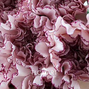 Dianthus st Mariposa - Image 2