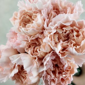 Dianthus st Maruchi