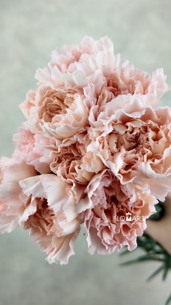 Dianthus st Maruchi