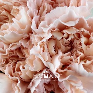Dianthus st Maruchi - Image 2