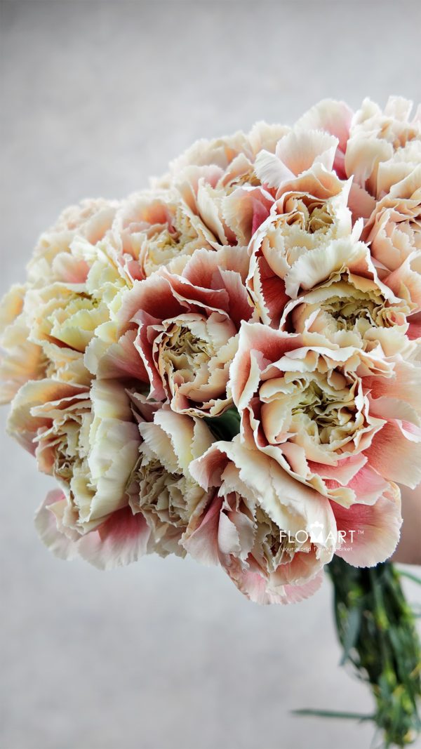 Dianthus st Merletto Salmon