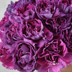 Dianthus st Metalica Rose