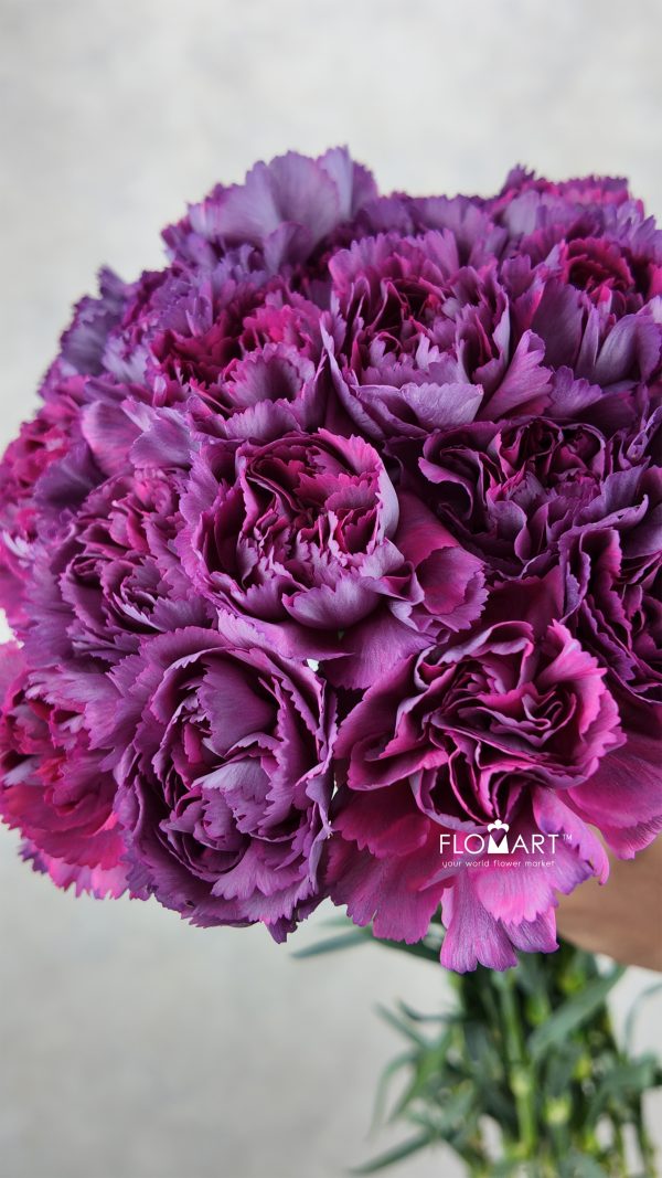 Dianthus st Metalica Rose