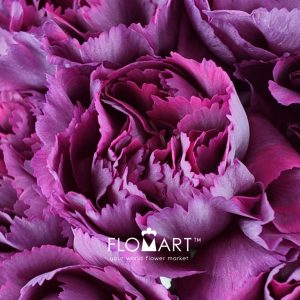 Dianthus st Metalica Rose - Image 2
