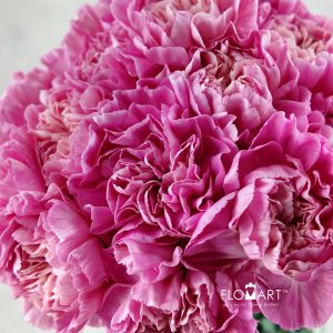 Dianthus st Minami Feminine