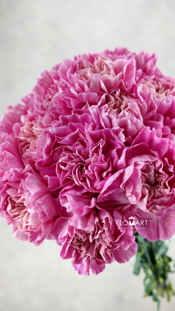 Dianthus st Minami Feminine