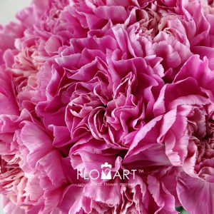 Dianthus st Minami Feminine - Image 2