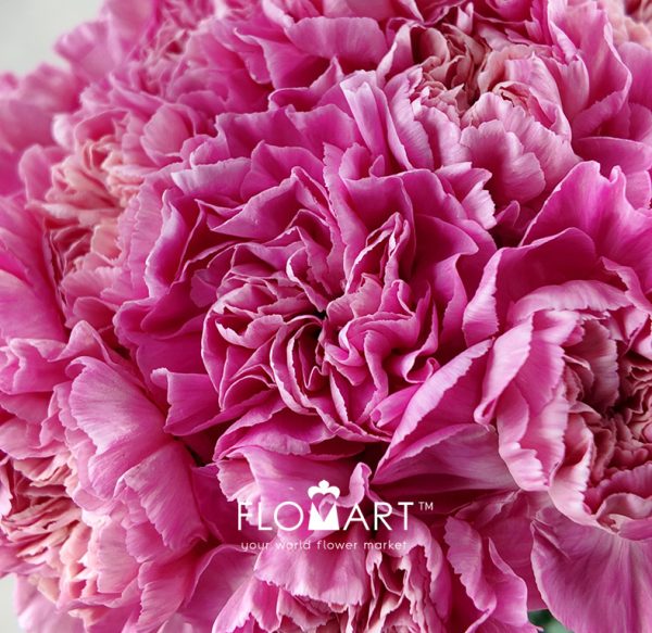 Dianthus st Minami Feminine