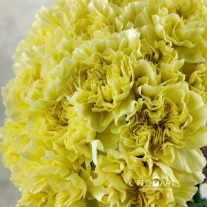 Dianthus st Minami Lemon