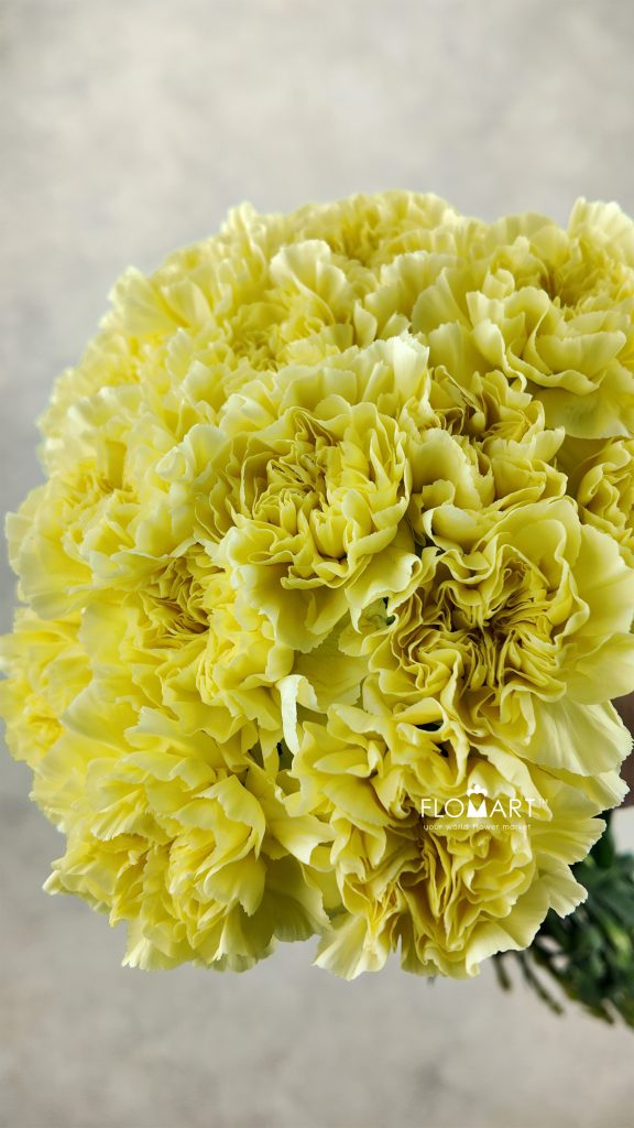 Dianthus st Minami Lemon