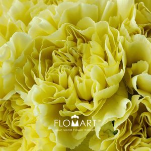 Dianthus st Minami Lemon - Image 2
