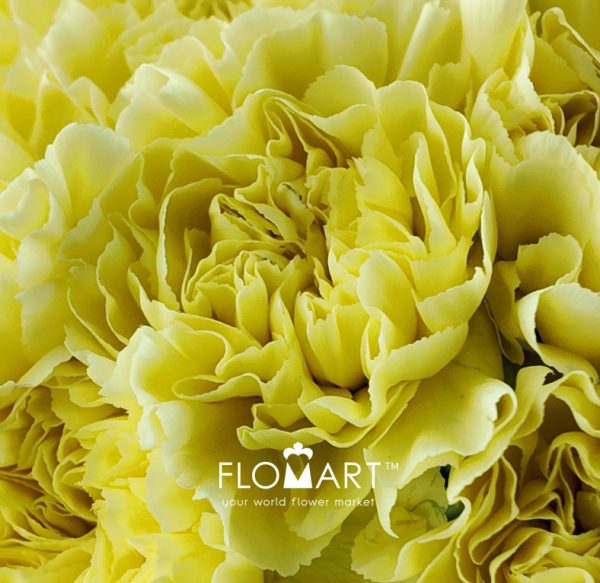 Dianthus st Minami Lemon