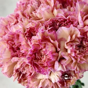 Dianthus st Minami Orange