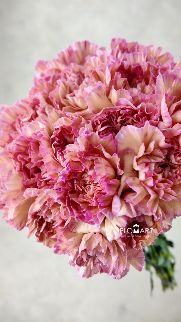 Dianthus st Minami Orange