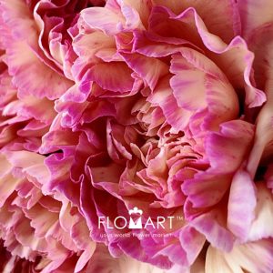 Dianthus st Minami Orange - Image 2