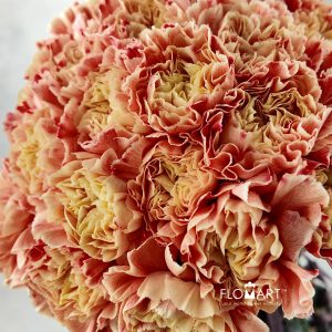 Dianthus st Minami Painted African Sunset