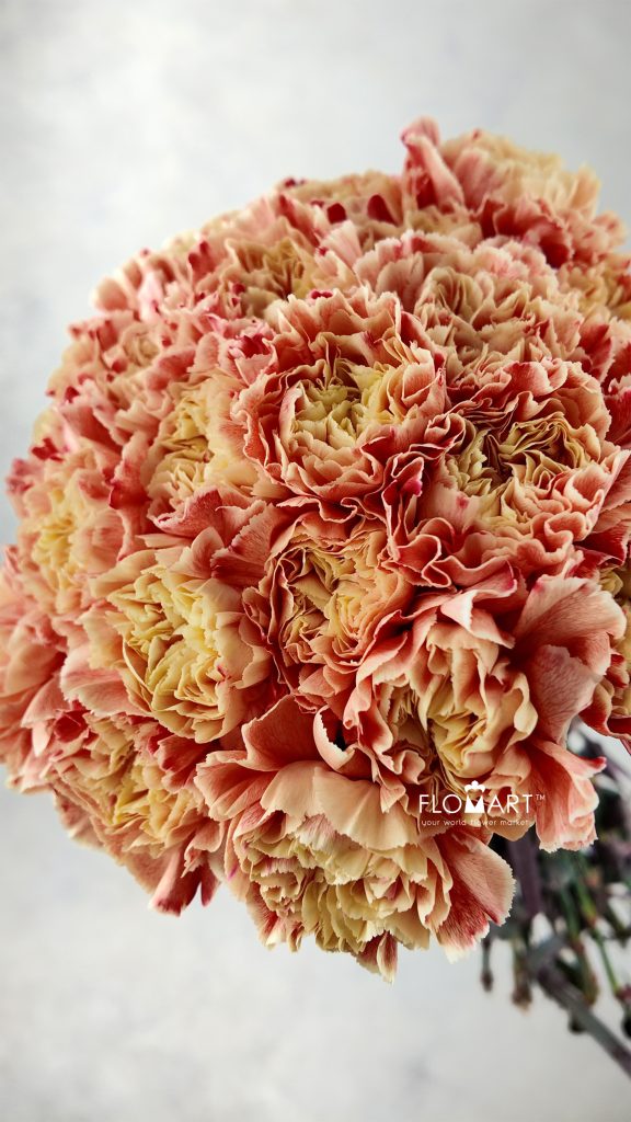 Dianthus st Minami Painted African Sunset