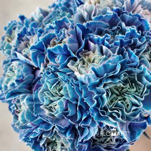 Dianthus st Minami Painted Aquamarine