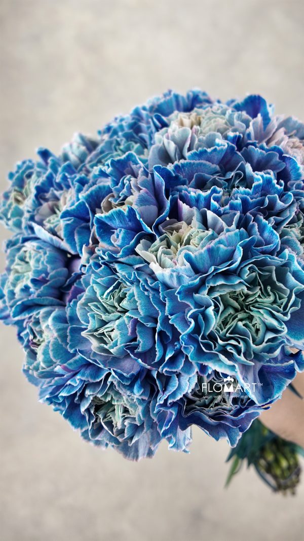 Dianthus st Minami Painted Aquamarine