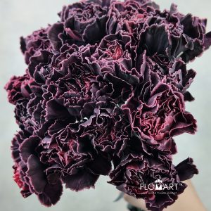 Dianthus st Minami Painted Gray Velvet