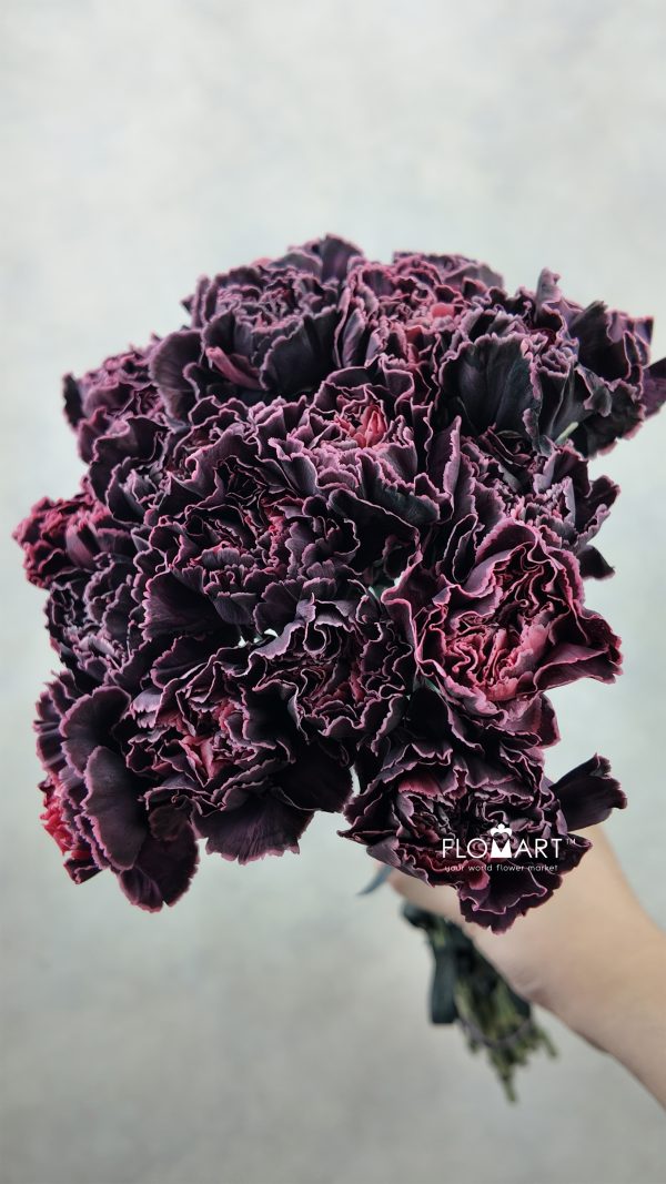 Dianthus st Minami Painted Gray Velvet