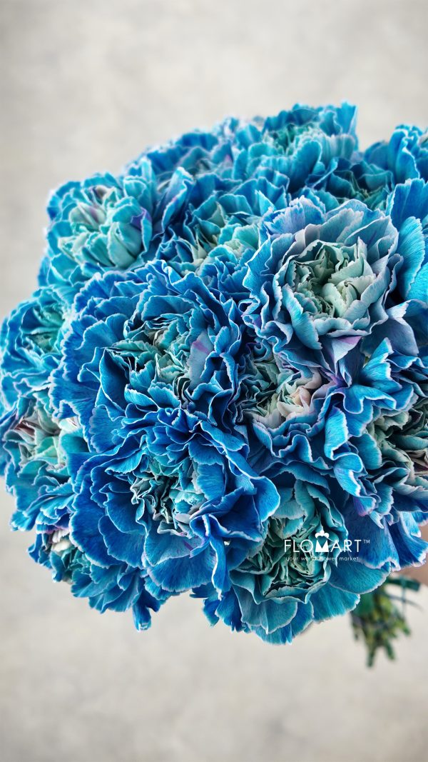 Dianthus st Minami Painted Midnight