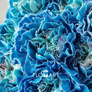 Dianthus st Minami Painted Midnight - Image 2