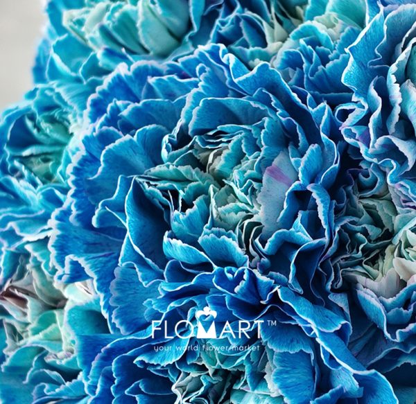 Dianthus st Minami Painted Midnight