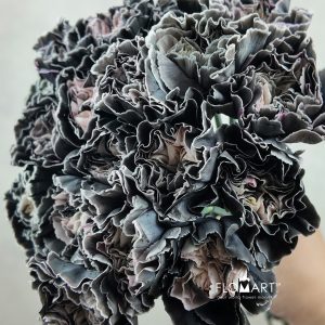 Dianthus st Minami Painted Rockstar