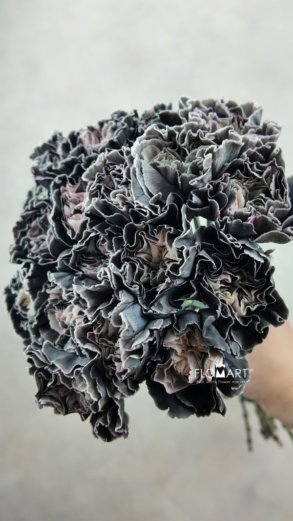 Dianthus st Minami Painted Rockstar