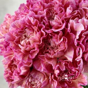 Dianthus st Minami Passion